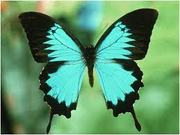 Живые тропические бабочки от Галереи Бабочек!