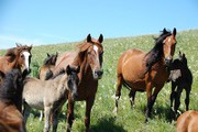 Продам предлагаю Горно-Алтайских,  Катон-Карагайских лошадей