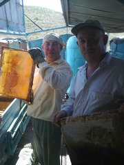 Продам пчел в Шымкенте 2015