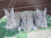 Продам кроликов породы фландер и шиншилла 